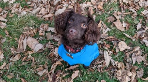 Luna lying in the grass with a blue ball between her front paws